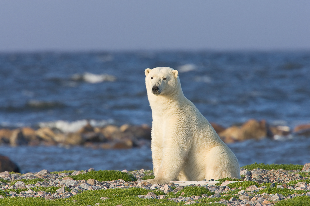 Churchill Polar Bears